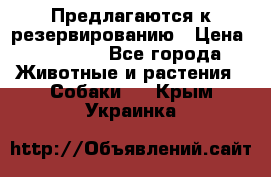 Предлагаются к резервированию › Цена ­ 16 000 - Все города Животные и растения » Собаки   . Крым,Украинка